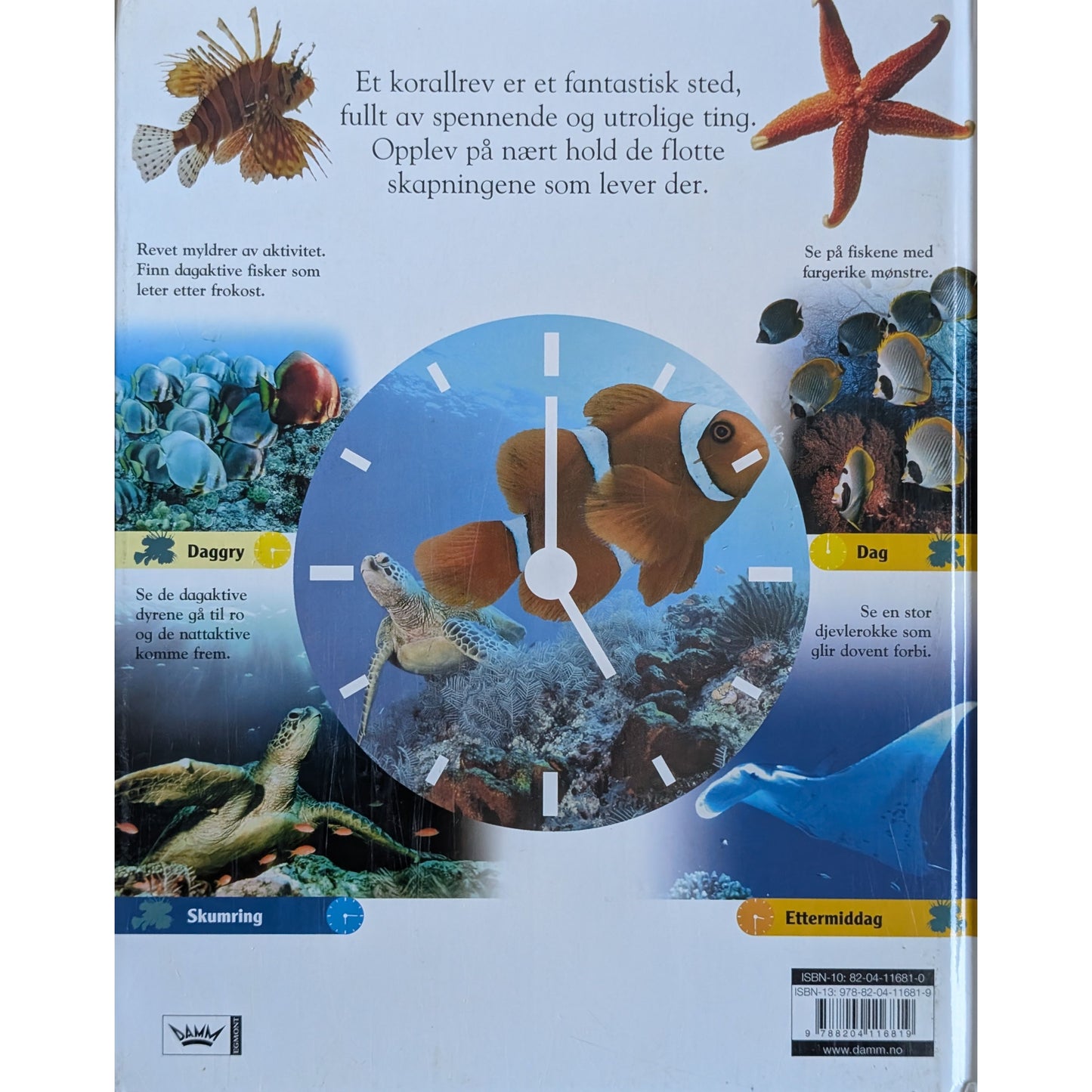 24 timer på korallrevet. Døgnet rundt med dyrene i havet. Brukte faktabøker.