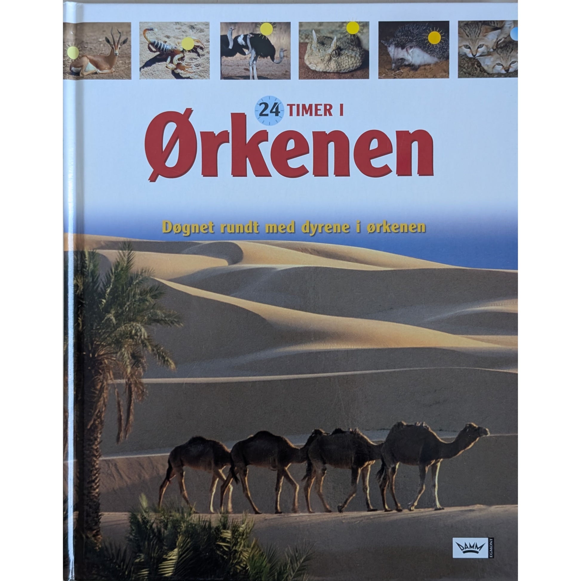 24 timer i ørkenen. Døgnet rundt med dyrene i ørkenen. Brukte faktabøker.